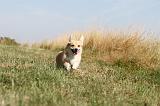 CORGI PEMBROKE 129